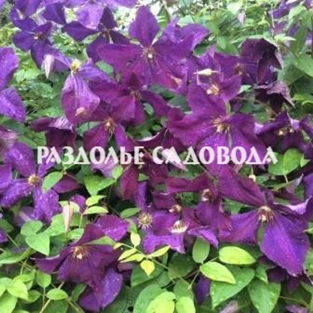 Клематис Полиш Спирит