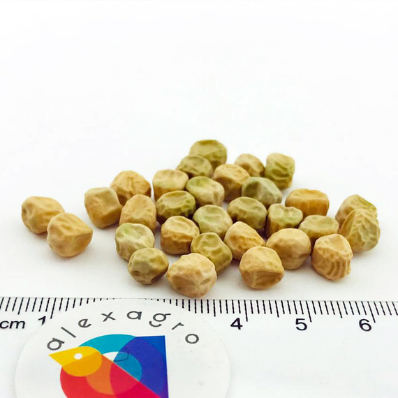 Муцио семена гороха (Syngenta / ALEXAGRO) семена – фото 5