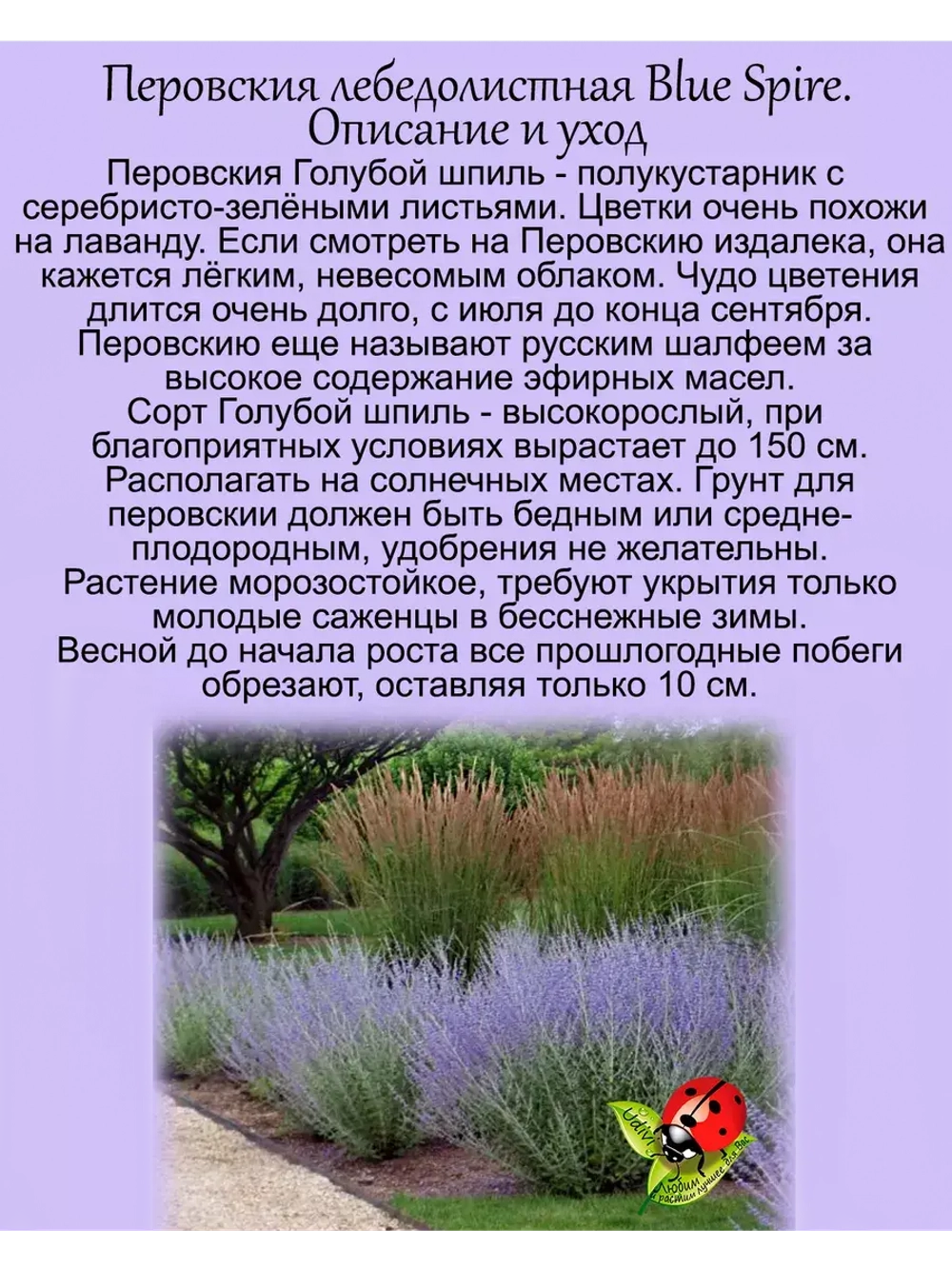 Перовския лебедолистная Голубой шпиль многолетняя