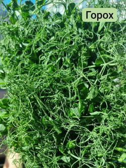 Набор для выращивания микрозелени ЛЕГКИЙ СТАРТ: семена, агровата, лотки