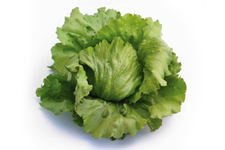 Салат Айс Циркль (50шт) Витагрин Профи