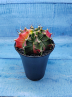 Gymnocalycium Variegata (Гимнокалициум Вариегатный)