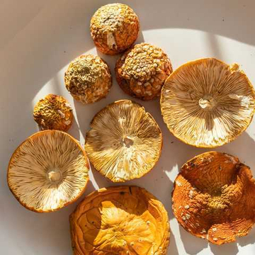 Грибы сушеные