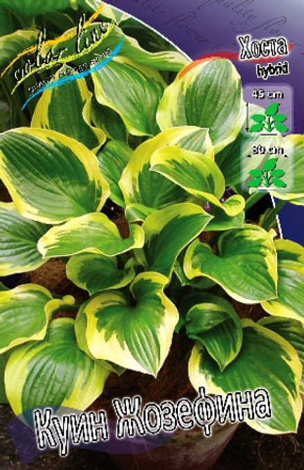 Hosta Queen Josephine