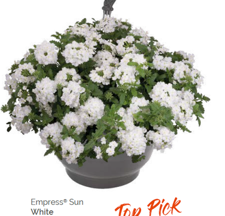 Вербена Empress Sun White укорененный черенок ОКС конец ноября