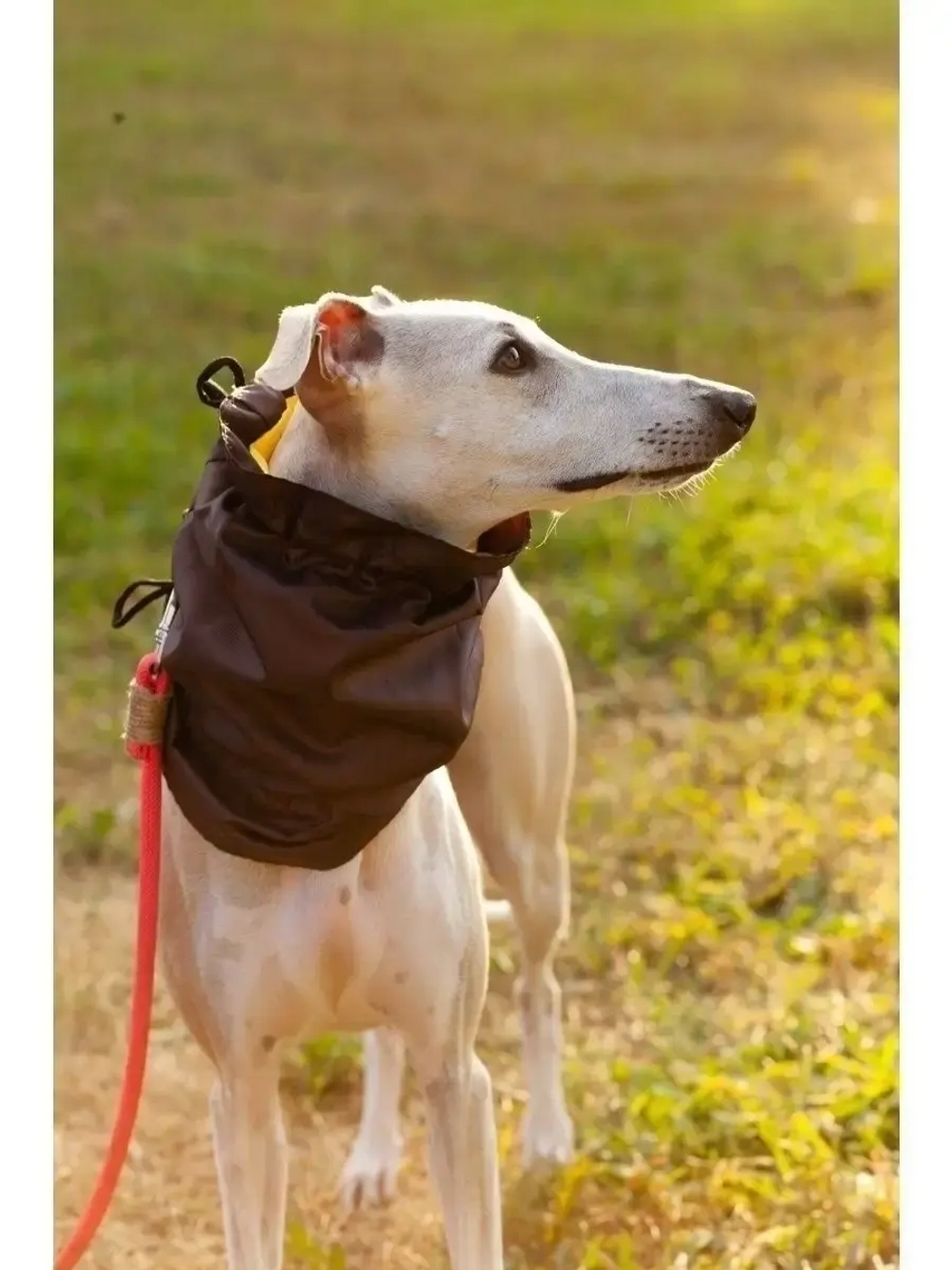 Снуды для собак непромокаемый шапка шарф для животных