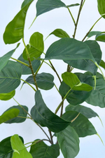 Ветка фикуса Эдем (двойная)