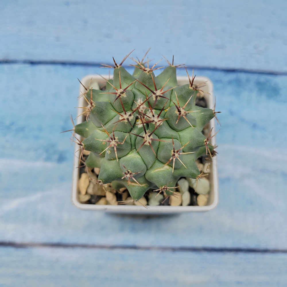 Thelocactus Rinconensis (Телокактус)
