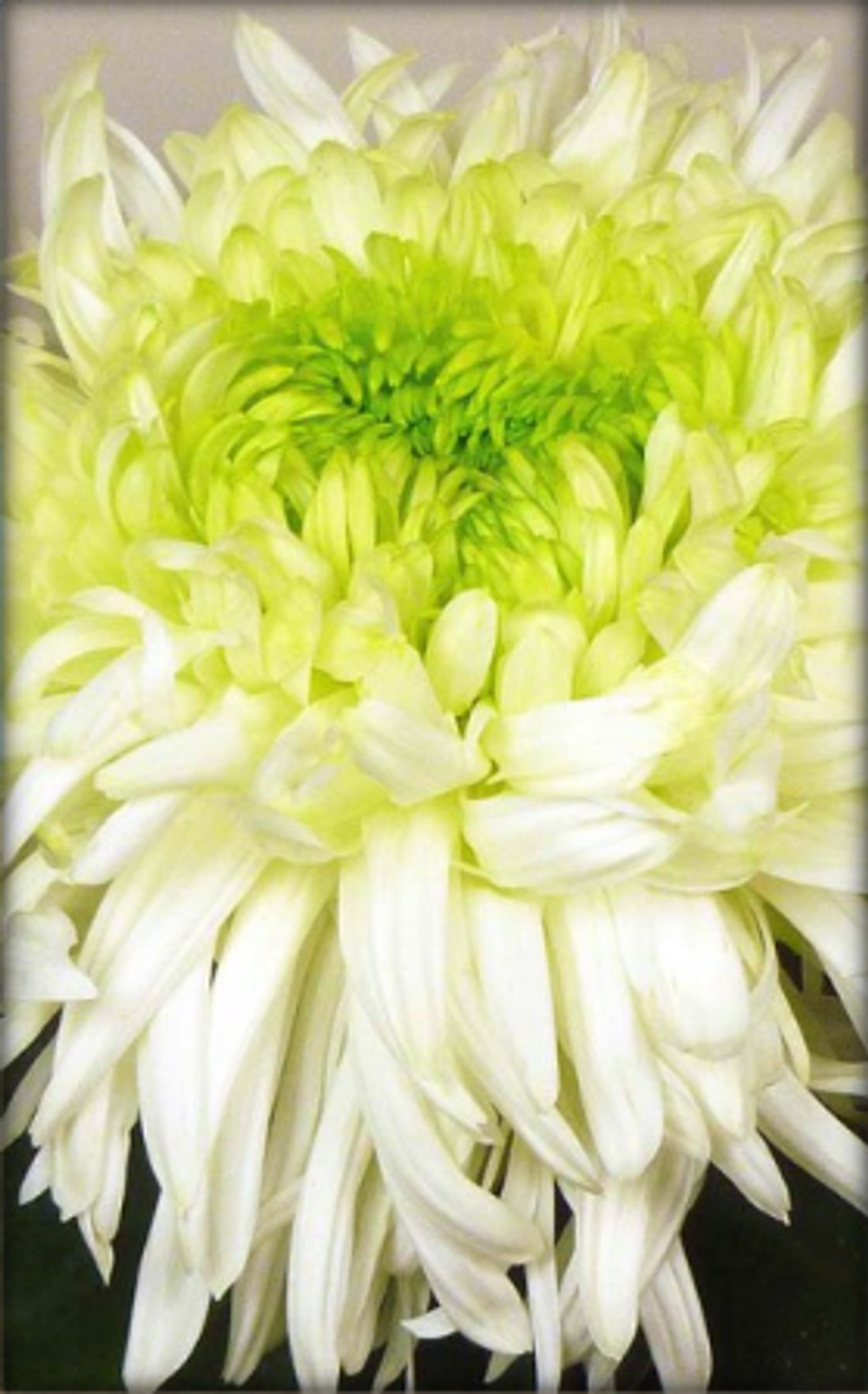 Одноголовая хризантема Louis germ white 🌼 о.26 (весна 2026г)