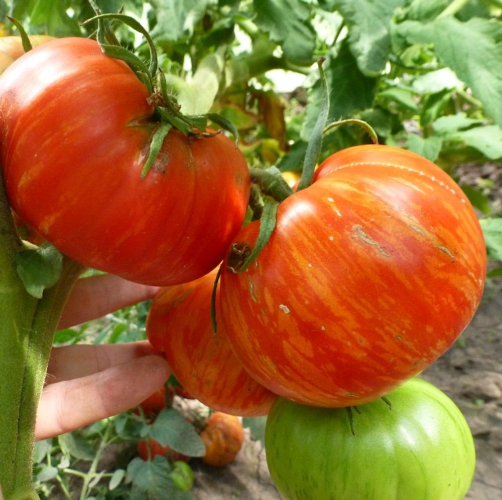 Помидоры Solar Flare – Вспышка На Солнце