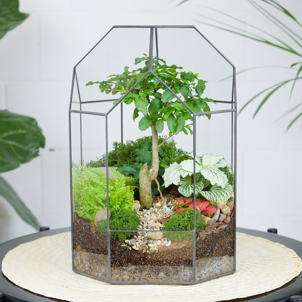 Готовый флорариум бонсай Лигуструм Бонсариум