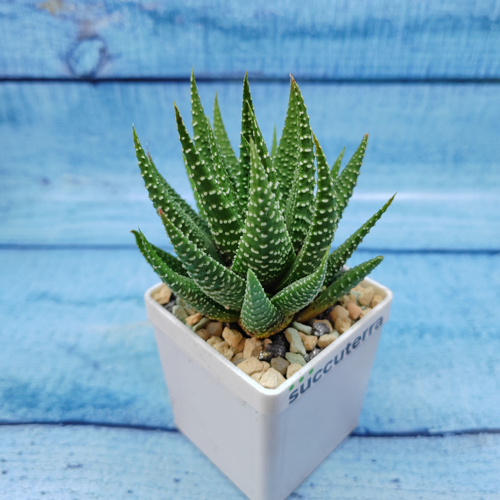 Haworthia Fasciata (Хавортия)