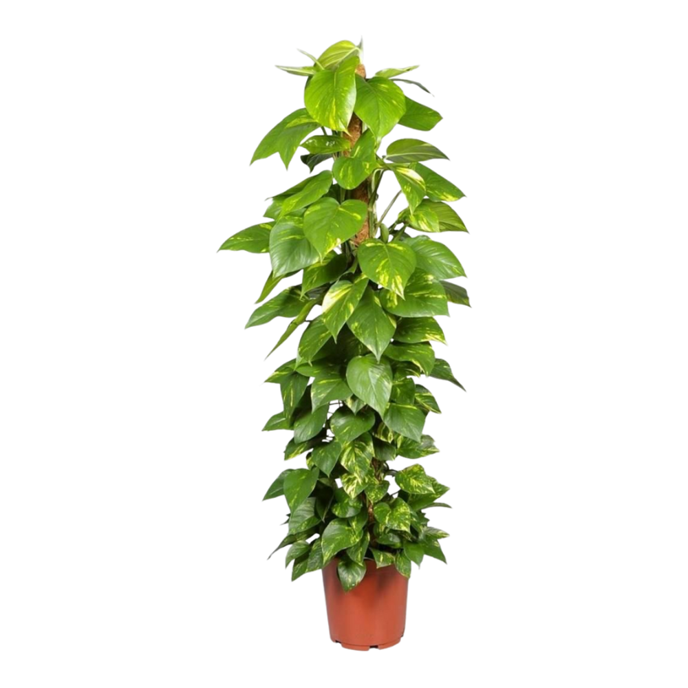 Эпипремнум на опоре