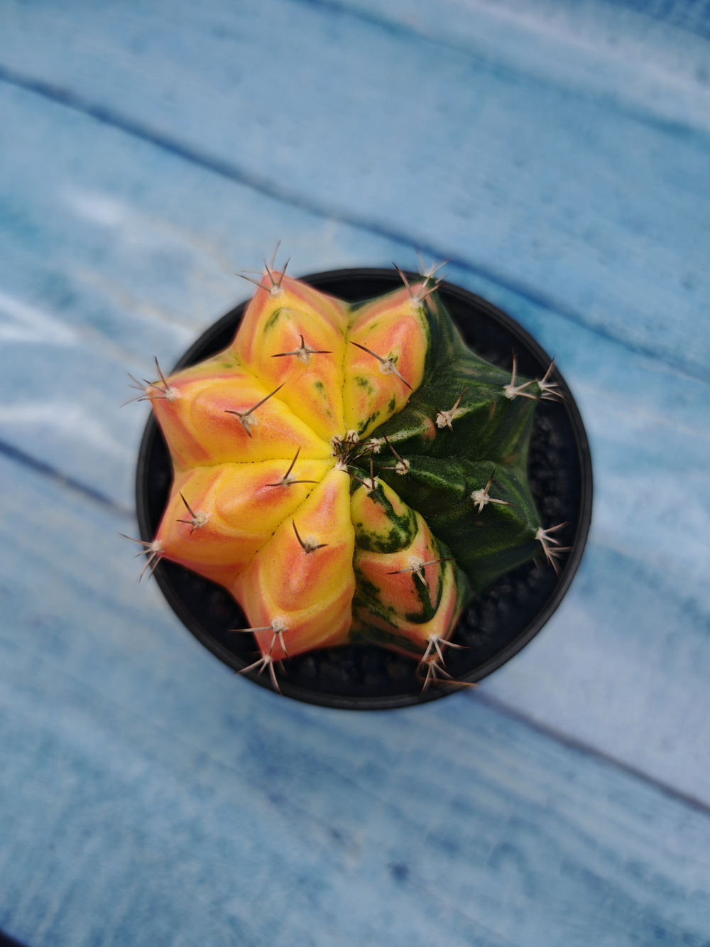 Gymnocalycium Variegata (Гимнокалициум Вариегатный)