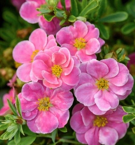 Лапчатка кустарниковая Лавли Пинк