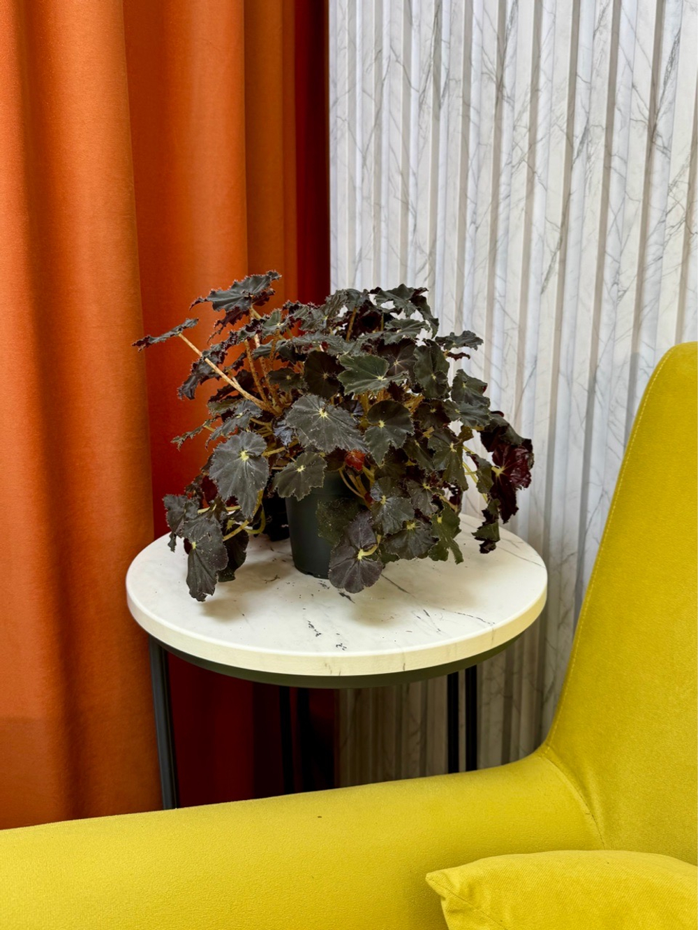Бегония Блэк Мамба, D12см Н30см, 1шт, Urban Jungle