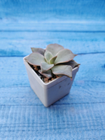 Echeveria Madiba (Эхеверия)