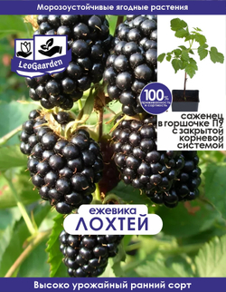 Ежевика саженец ЛохТей