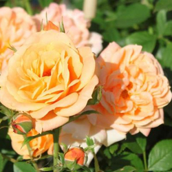 Роза Эприкот Клементина С7 Закупка М57 июнь 2026