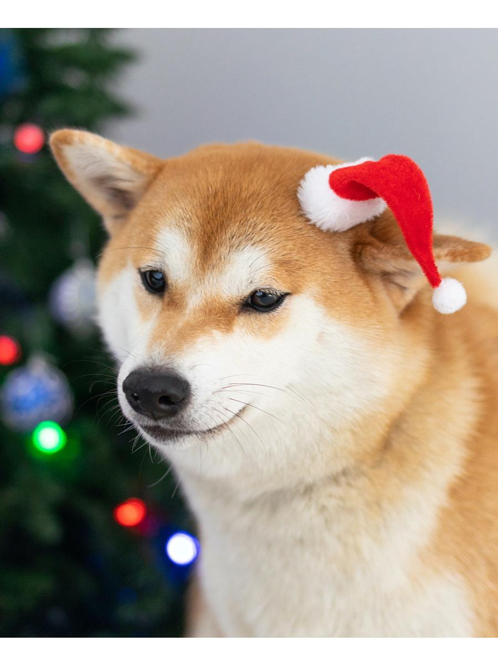 Алмазная мозаика 17х22см. блест. "Сиба-ину в колпаке" (20цв) с полн.заполнен.на подрам. (Арт. НД-760