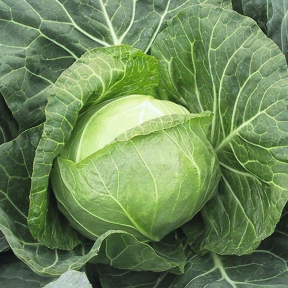 Парел F1 семена капусты белокочанной (Bejo / ALEXAGRO) культура – фото 2