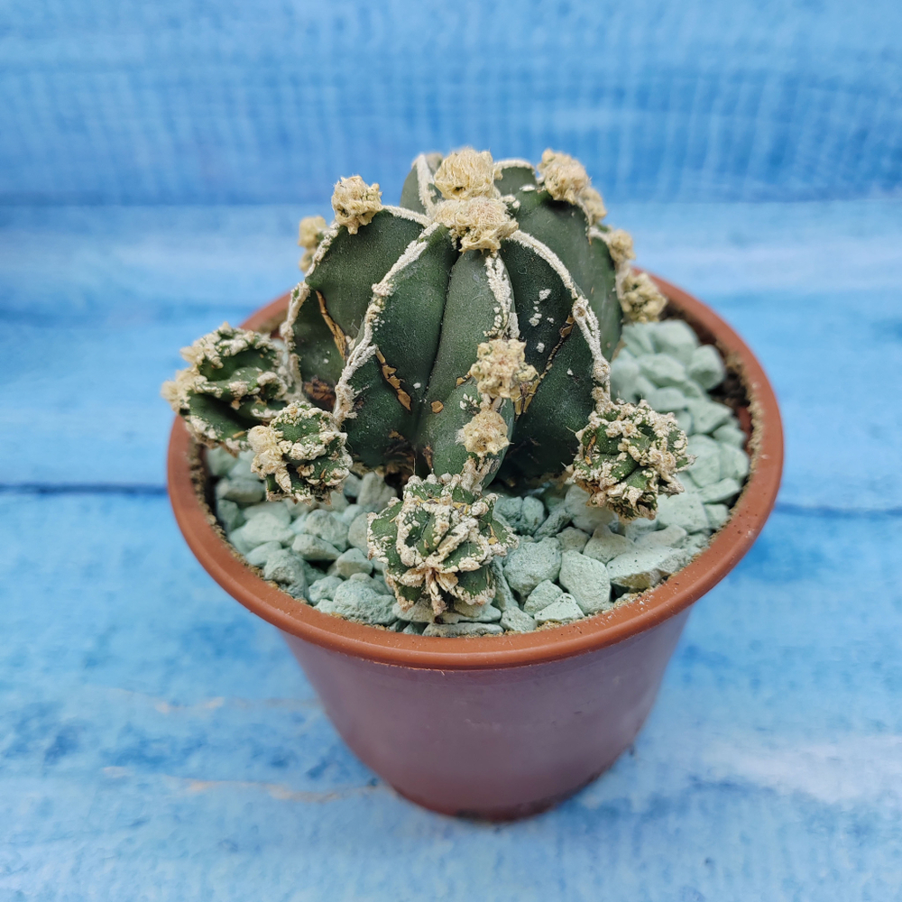 Astrophytum Myriostigma "Hakujo Fukuryu"  (Астрофитум)