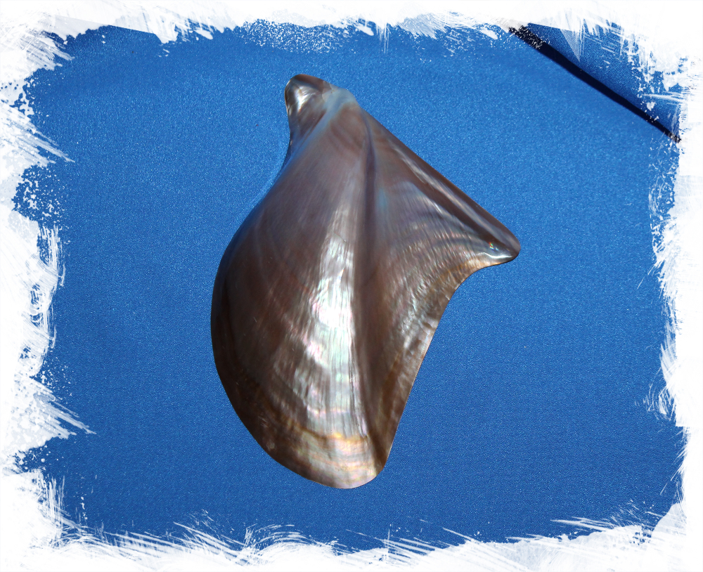 Перламутровая ракушка с розовыми переливами