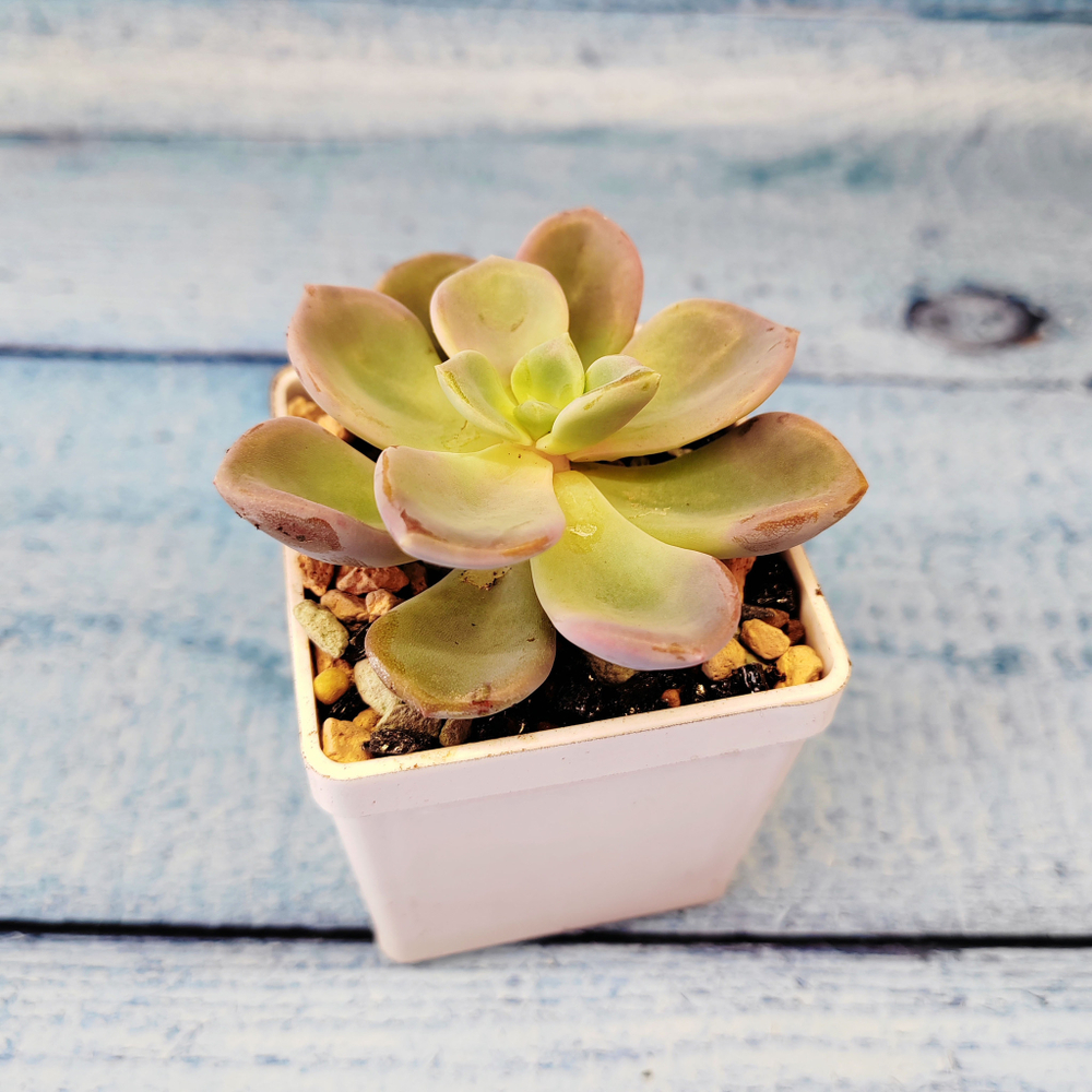 Echeveria Orpet (Эхеверия)