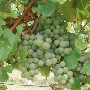 Семильон, Семийон (Semillon) - белый сорт винограда