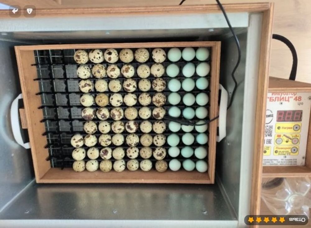 Перегородки в лоток для 108 перепелиных яиц в Блиц-48