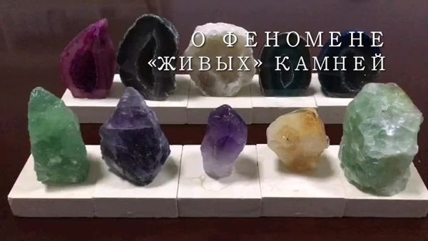 О феномене &quot;живых&quot; камней