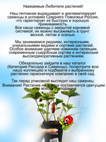 Земклуника Купчиха улучшенная сладкая пряно-мускатная