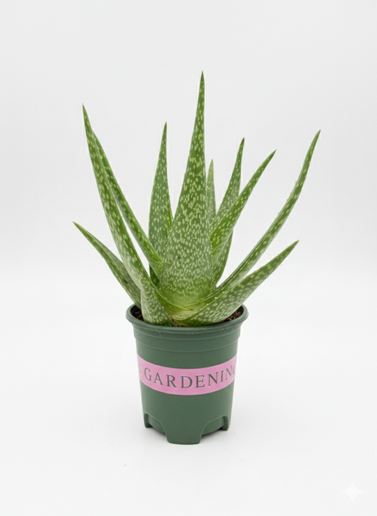 Алоэ Vera Brocade д.12