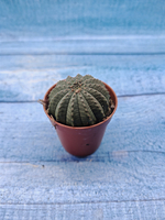 Euphoria Obesa (Эуфорбия)