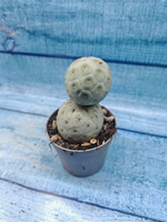 Tephrocactus Geometricus (Тефрокактус)