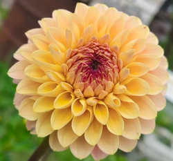 Георгин Елоу Джилл ( Yellow Jill)