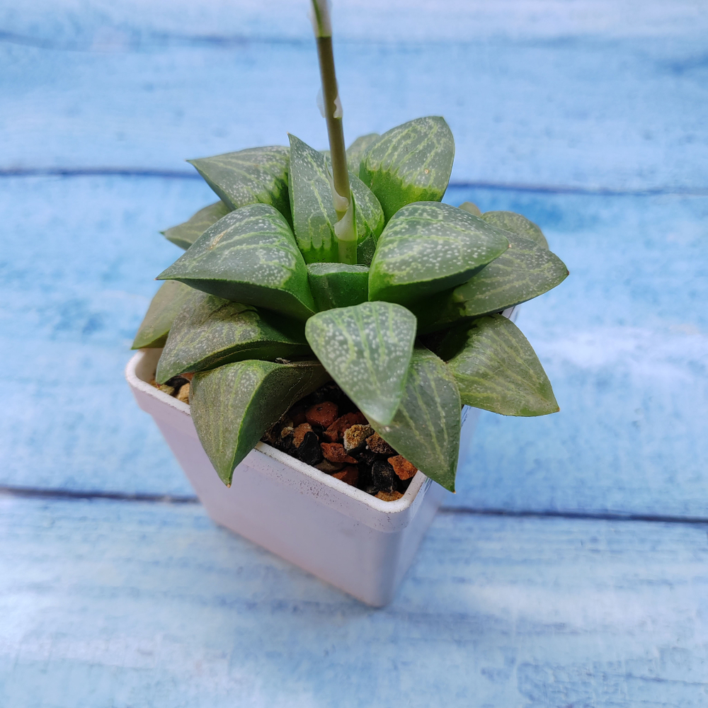 Haworthia Comptoniana Hybride hybrid (Хавортия)