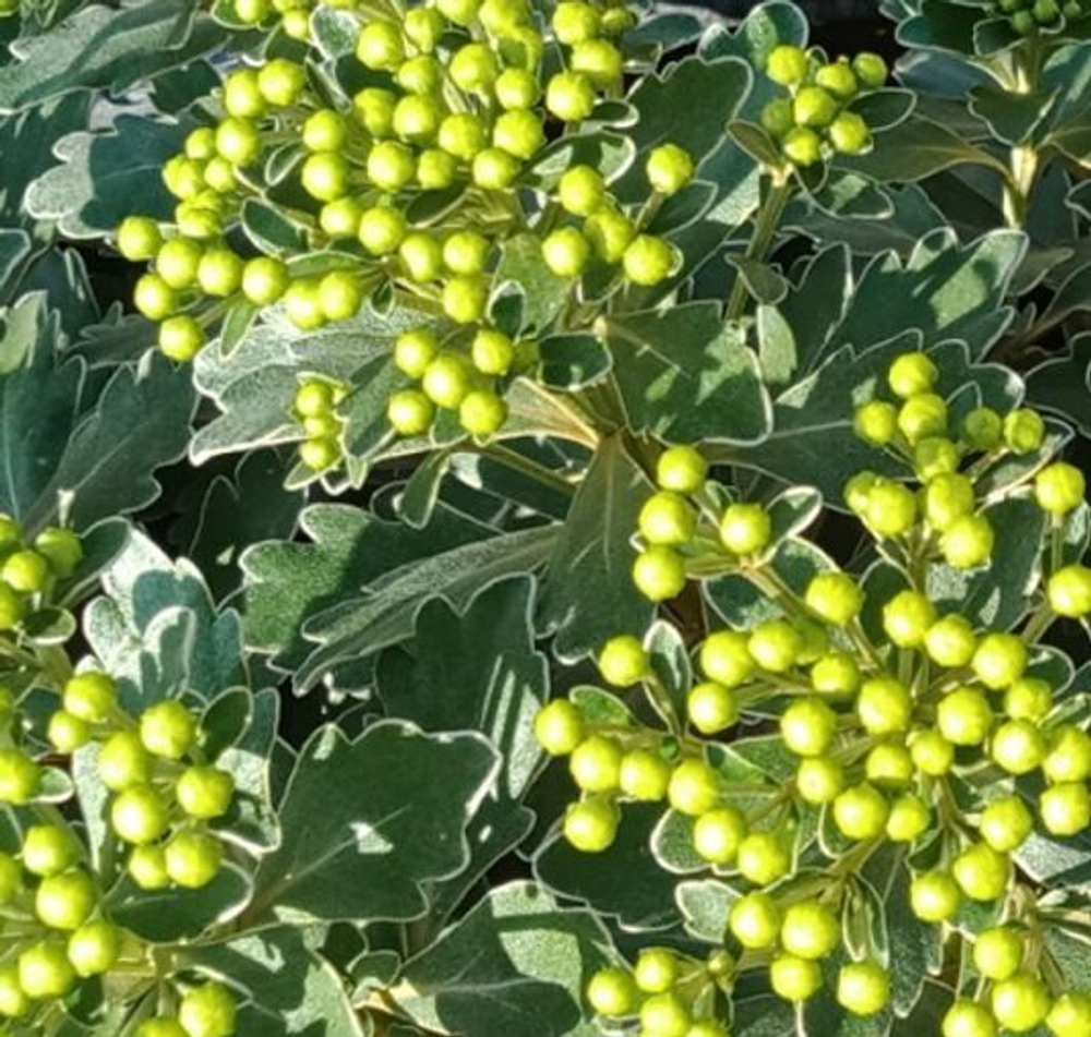 Хризантема мультифлора Blooming Beauty Green м. 173 (нет в наличии)