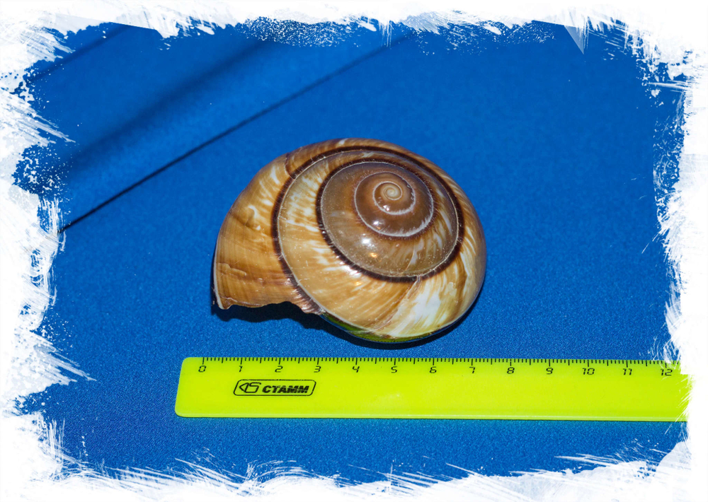 Bertia cambojiensis размер