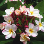 Плюмерия A15 – BABY BIRD