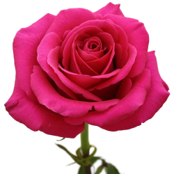Hot Pink (KE)