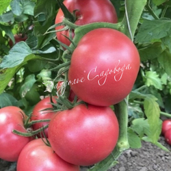 Томат детерминантный Демидов (цена за 6шт)