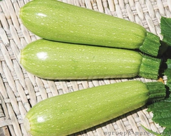 Донья Перфекта F1 семена кабачка (Clause / Клос)