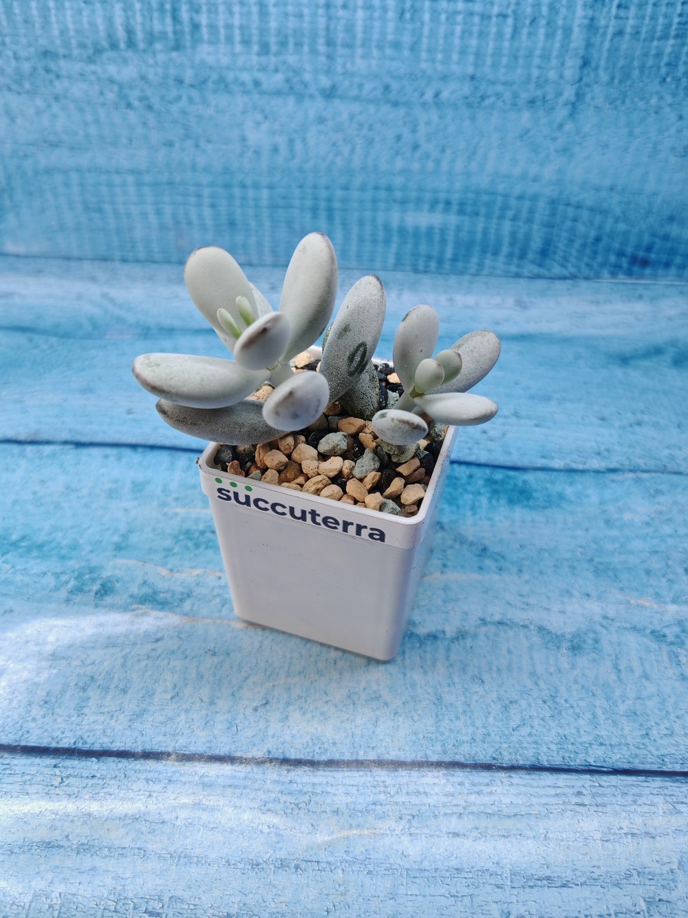 Сotyledon Orbiculata (Котиледон)