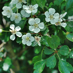 Боярышник (цветы,листья) 500 г