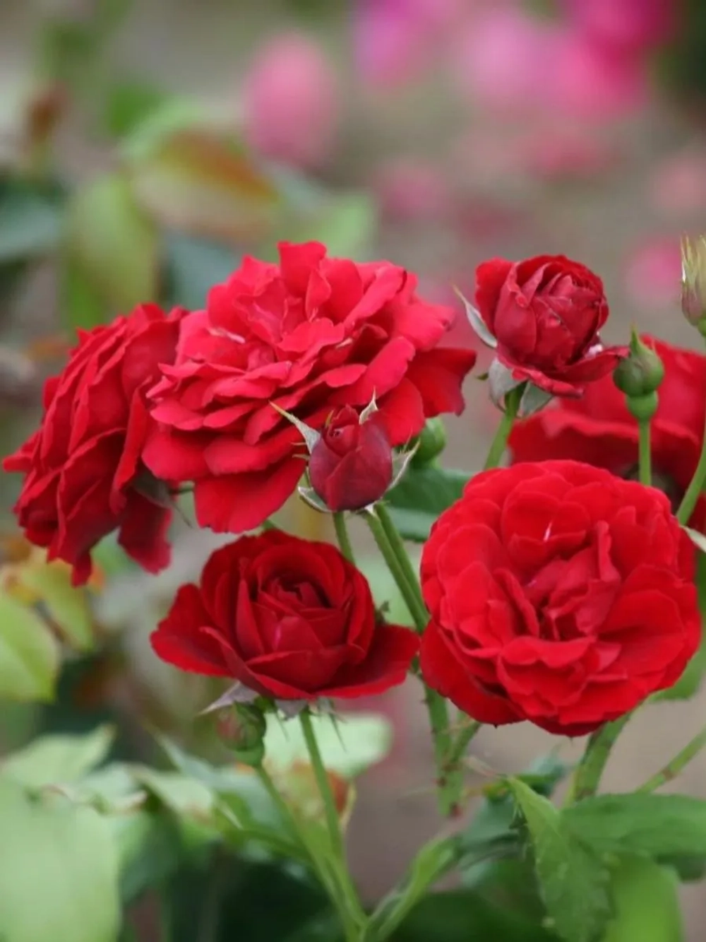 Роза флорибунда Нина Вейбул