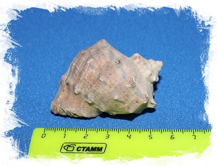 Черноморская Рапана, 5-7см, 1шт