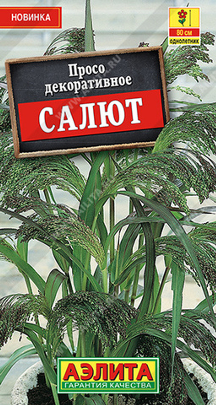 Просо декоративное Салют Аэлита