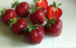 Земляника садовая Мальвина Р9 Закупка М65 май-июнь 2026