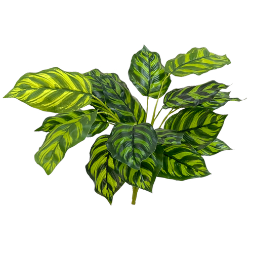 Калатея Макояна зеленая 45 см